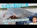 Creature Feature: Northern River Shark!