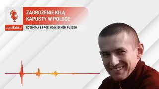 Kiła kapusty w rzepaku