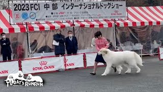 アランのドッグショー　2023 FCI中部インターナショナルドッグショー　Great Pyrenees　グレートピレニーズ