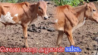 செவல மறை அழகான் sales9655802855