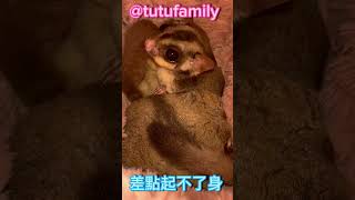 差點起不了身【蜜袋鼯的生活日常】【 Sugar Glider 】【フクロモモンガ】【ชูการ์ไกลเดอร์ครับ】【 슈가글라이더 】   @tutufamily