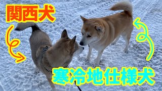 【スキー場で見つけた寒冷地仕様のわんこ🐕】新雪を求めて富良野から登別へ🏂2020年1月〜From Furano to Noboribetsu〜