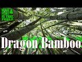 Summertime Watering TIPS for your Dragon Bamboo (The worlds tallest Bamboo)