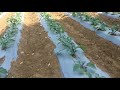 40 days old brinjal farm feedback please