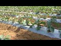 40 days old brinjal farm feedback please