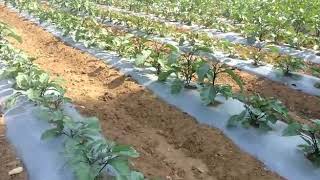 40 days old Brinjal farm, feedback please