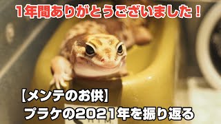 爬虫類・両生類のメンテをしながら聴く動画【メンテのお供】プラケの2021年を振り返る