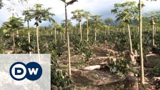 Coffee farmers protect the rainforest in Peru | Global Ideas