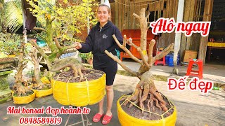 Phôi mai bonsai đế đẹp hoành to mùng 8 Tết 0848584819 chị Linh anh Tú |MaivàngThanhTâm