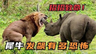 憤怒的犀牛殘忍的攻擊獅子、河馬、獵豹和鬣狗的可怕場景