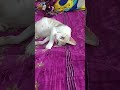 అలిగావా చిట్టి చిలుక🐈😄 funny shortsfeed petlover please subscribe to our channel ☺️☺️☺️