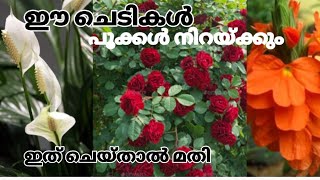 ചെടികളിൽ പൂക്കൾ നിറയാൻ വേണ്ട പരിചരണം...  Peace Lilly|Kanakambaram|Rose Plant flowering Tips