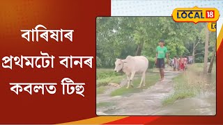 Nalbari News | বানৰ কবলত টিহু, হঠাৎ অহা বানে  বিপদ নামিছে বৃহত্তৰ অঞ্চলটোলৈ #local18