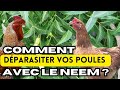 Comment déparasiter vos Poules avec le Neem ?