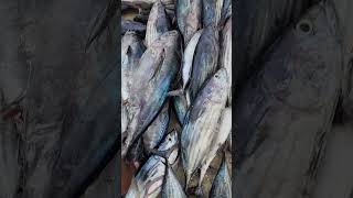 മൂന്ന് കിലോ  tuna മീനിന് വെറും 100 രൂപ #shortvideo #fishing #tuna