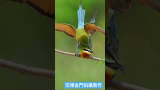 金門栗喉蜂虎愛愛