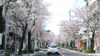 桜並木を車に乗って撮影 鹿児島市紫原 （3）