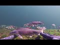 endangered fish in the colorado river for relaxation 1.5 hours of razorback sucker underwater