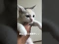 スコティッシュフォールドの子猫 みんブリに掲載中♪♪ スコティッシュフォールド