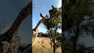 【天王寺動物園】仲良しで美味しいね～！