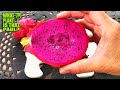 DARK STAR Dragon Fruit TASTING and REVIEW / A Delicious PAUL THOMSON HYBRID / Guess the BRIX