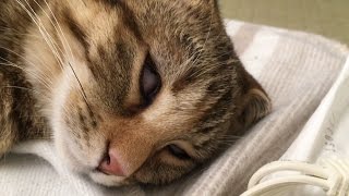 猫ちゃん紹介【もなか編】猫カフェにあにゃあ