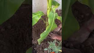 అమెరికా పెరట్లో అరటి చెట్టు!! 😍❤️👌 l Banana Tree Planting Process 😍❤️👌