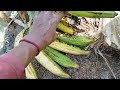 review pisang tanduk byar madu tanduk sukabumi tanduk manis bersisir sedikit