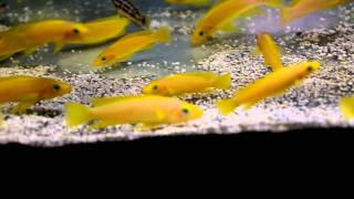 Nash's Ornamental Fish 黃天堂鳥 Neolamprologus leleupi