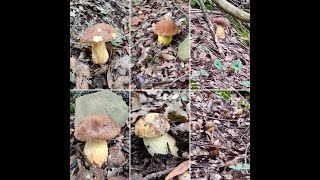 Funghi invernali 2019-20: i leccini (Leccinum Lepidum) (Video 3).