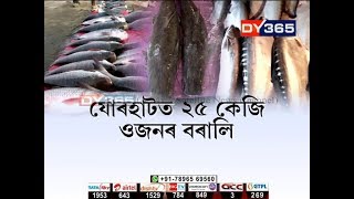 উৰুকাৰ বজাৰত ক’ত, কিমান ডাঙৰ মাছ ?  Uruka Fish size