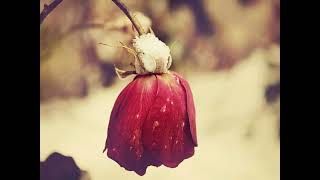 Weeping Flowers