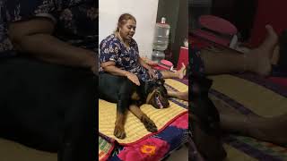 Now he is the best son for Amma😍 #shorts #viral #love #india #dog #rottweiler #mother #tamil #2024