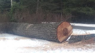 LIMBING AND BUCKING A BIG STICK