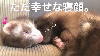 【アニマルセラピー】ただただ赤ちゃんフェレットが幸せそうに寝てる動画。