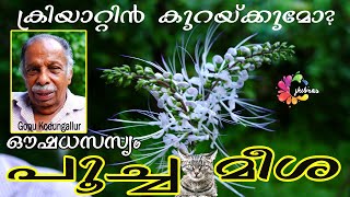 ക്രിയാറ്റിനിൻ കുറയ്ക്കുമോ? പൂച്ച മീശ || Poocha meesha #Gopu #Kodungallur