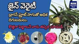 తక్కువ సమయంలోనే ఎక్కువ దిగుబడి #jain #dragonfruit #viralvideo #agriculture #trending #explore