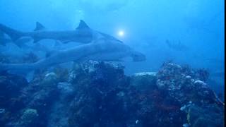 伊戸ダイビング　沖前根：海中風景７　2016/07/31