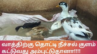 வீட்டில் வாத்து தொட்டி செய்வது எப்படி?/How to make swimming pool for ducks