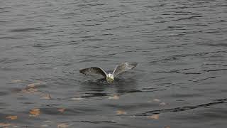 Young Herring Gull diving