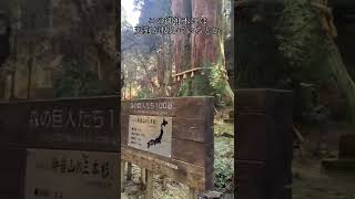 【御岩神社】見れば開運‼️天狗が棲むという最強パワースポット⛩宇宙から光の柱が見える神社に行ってみた！　#shorts