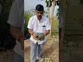 watermelon cutting asmr farming fruit agriculture watermeloncultivation farmer