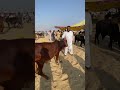 cowbeauty keşfet cow bull explore syedfahad animals cowvideos trending foryou