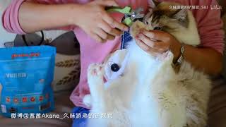 【布偶猫】猫妹妹与猫弟弟面对剪指甲会有什么不一样的反应【久妹游弟】 1