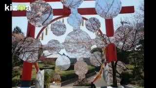 朝日山森林公園桜＆陽光桜