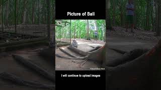 BALI UBUD HD #shorts #bali #ubud #hd #3997