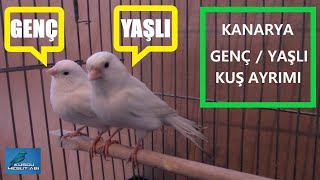 Kanarya GENÇ / YAŞLI KUŞ Ayrımı Nasıl Yapılır ?