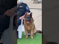 警犬退役后的新生活：他们去了何方？