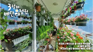 멋님네 베란다정원 / 3월의 꽃잔치 /코로나 확진으로 슬기로운 격리생활