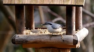 西湖野鳥の森公園のゴジュウカラ 　その５（4K動画）